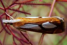 Spilosoma russula - Trockenwald-Mooszünsler